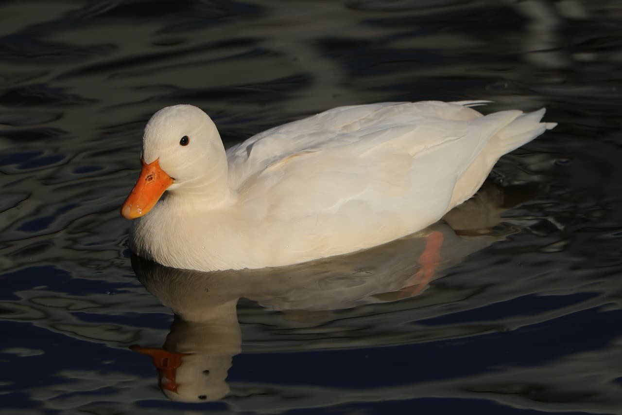 Où placer son argent pour faire de bons investissements ?